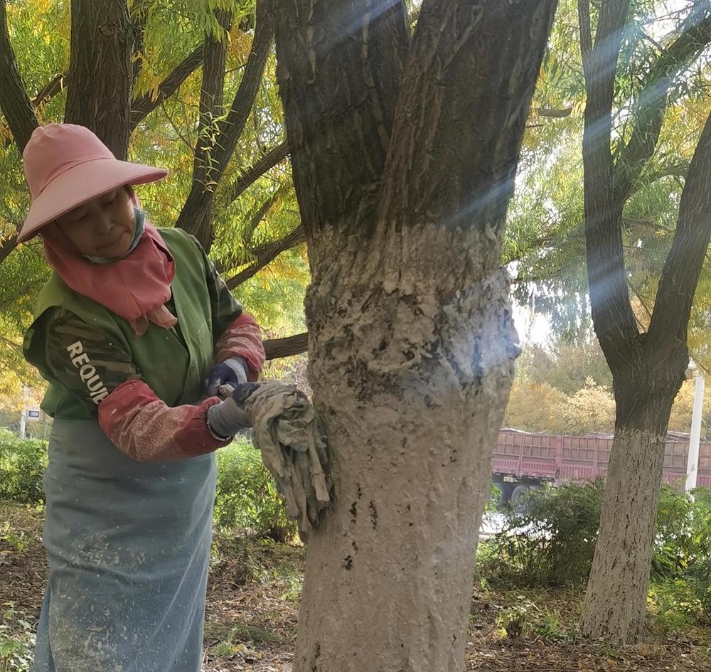樹木涂白換新衣 扮靚秋季新風貌