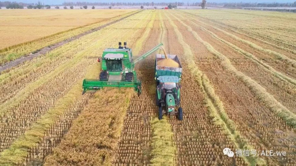 “羊脂籽米”賣到了京東商城！不火都不行！