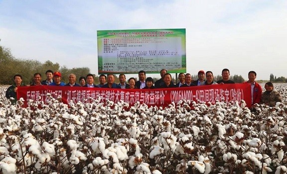 提質增效！兵團機采棉關鍵技術在八團取得突破