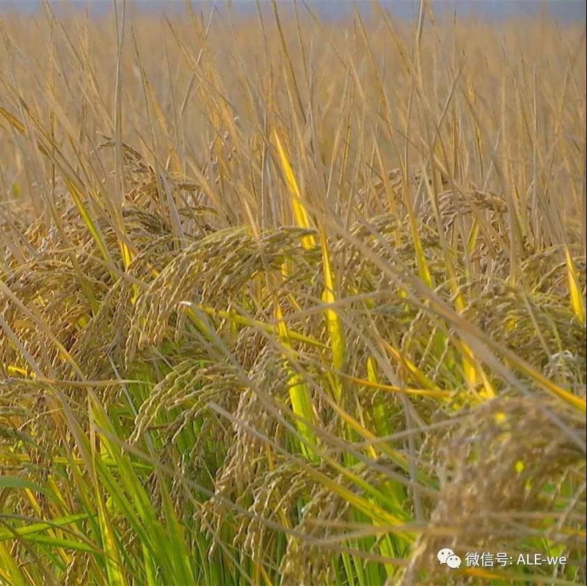 “羊脂籽米”賣到了京東商城！不火都不行！