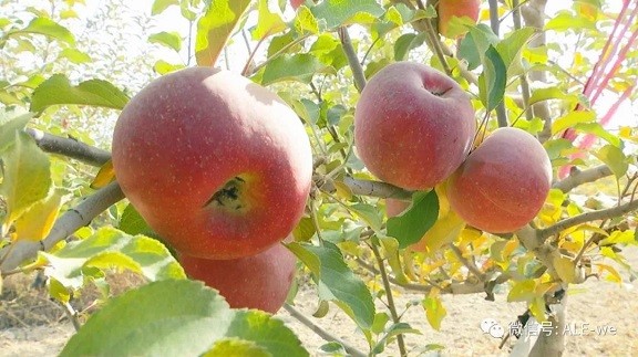 “海歸”變“農夫”，阿拉爾土地上種出生態小果~