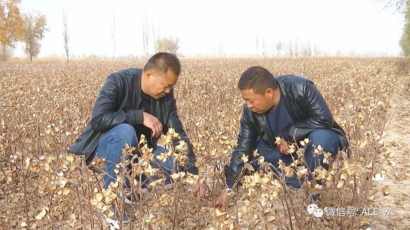 勞模風采丨楊克明：做勝利渠邊致富的領路人