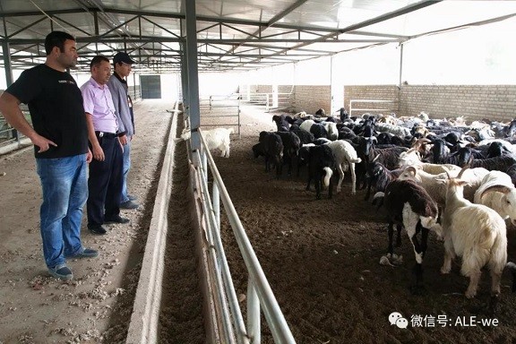 脫貧攻堅(jiān)丨“頭羊”知領(lǐng)路 “群羚”奔小康