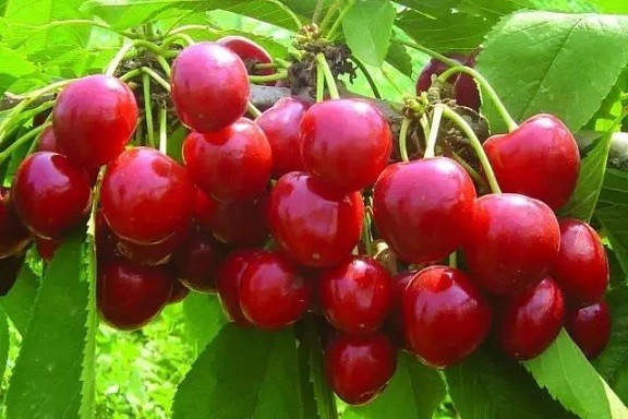 小小車厘子，托起大產業