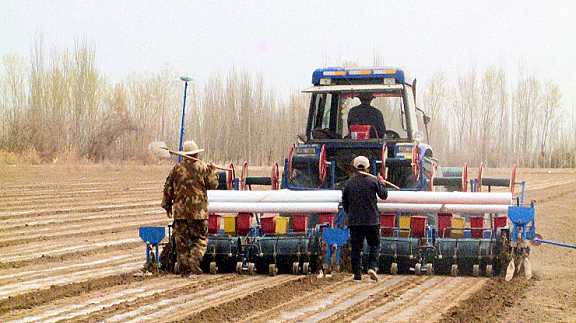 三團：多元化種植 推動職工增收