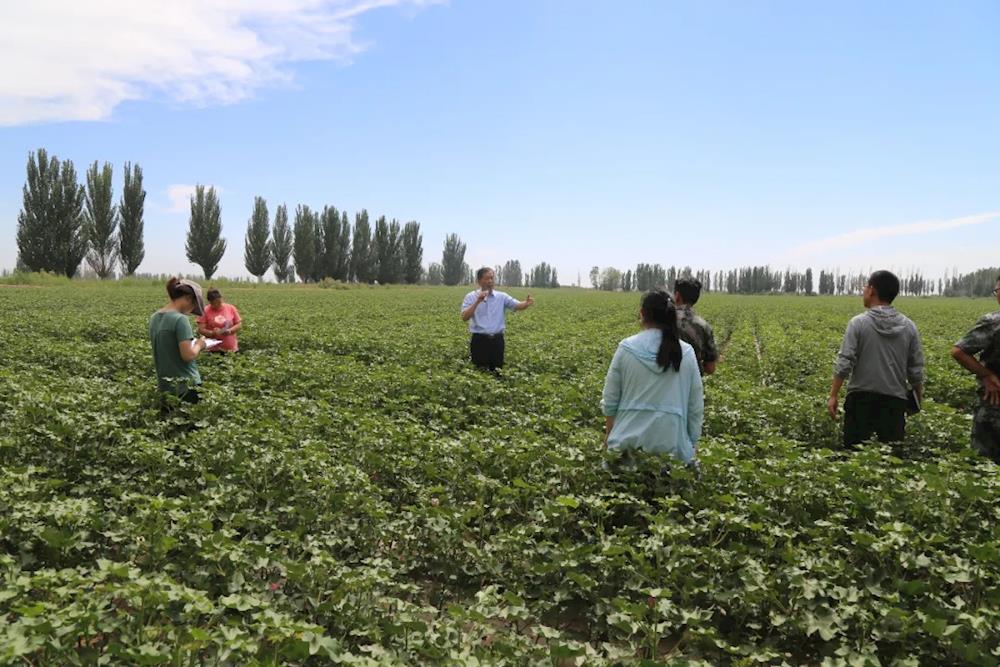 六團召開現場會，4萬多畝棉田打頂工作即將全面展開