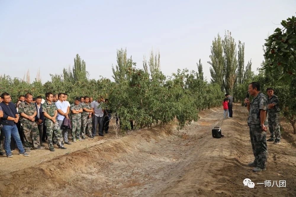 八團召開紅棗提質增效現場會