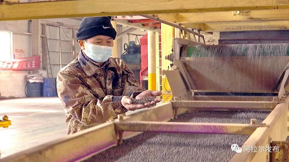 塔河種業公司開足馬力產棉種備春耕