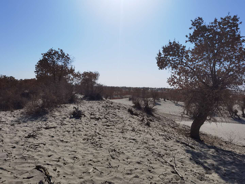 師市水文水資源管理中心對(duì)和田河新疆兵團(tuán)第一師阿拉爾段新老河道生態(tài)治理水系連通工程占用林地進(jìn)行現(xiàn)場(chǎng)調(diào)研