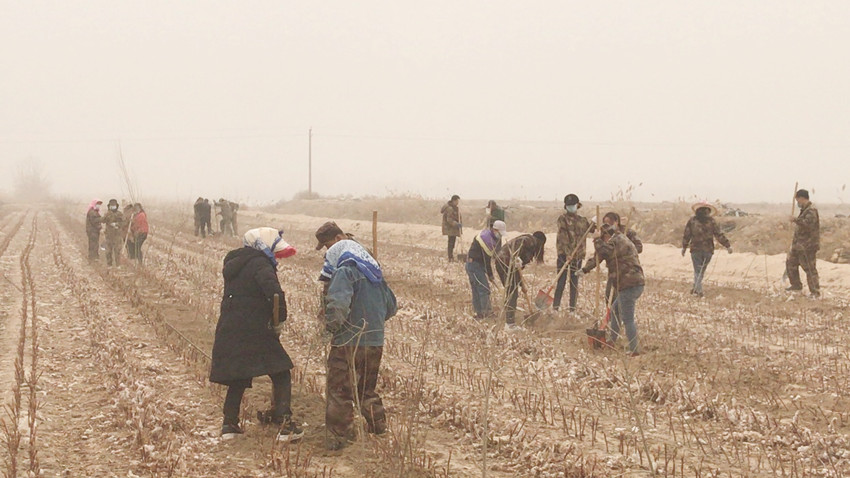 十團開展義務植樹活動踐行生態衛士職責