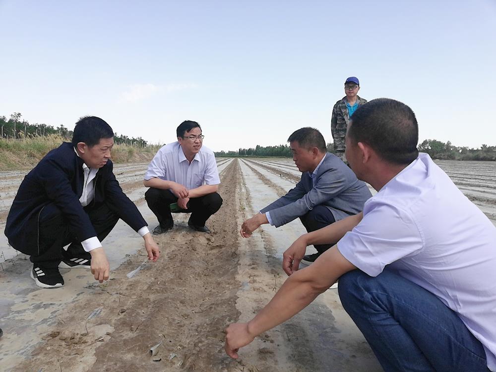 第一師阿拉爾市黨委常委、副師長胡三虎赴二團(tuán)、三團(tuán)核查災(zāi)情