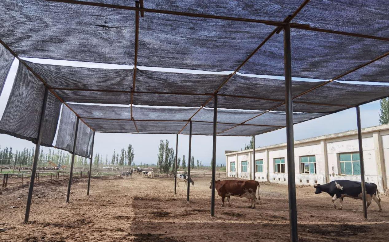 新農(nóng)養(yǎng)殖一場開展牛群防暑降溫、抗擊牛群熱應激工作