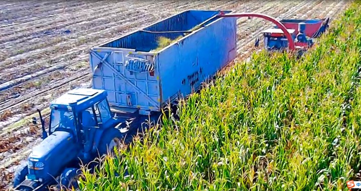 新疆萬頭湖羊養殖基地青貯飼料  全面進入采收