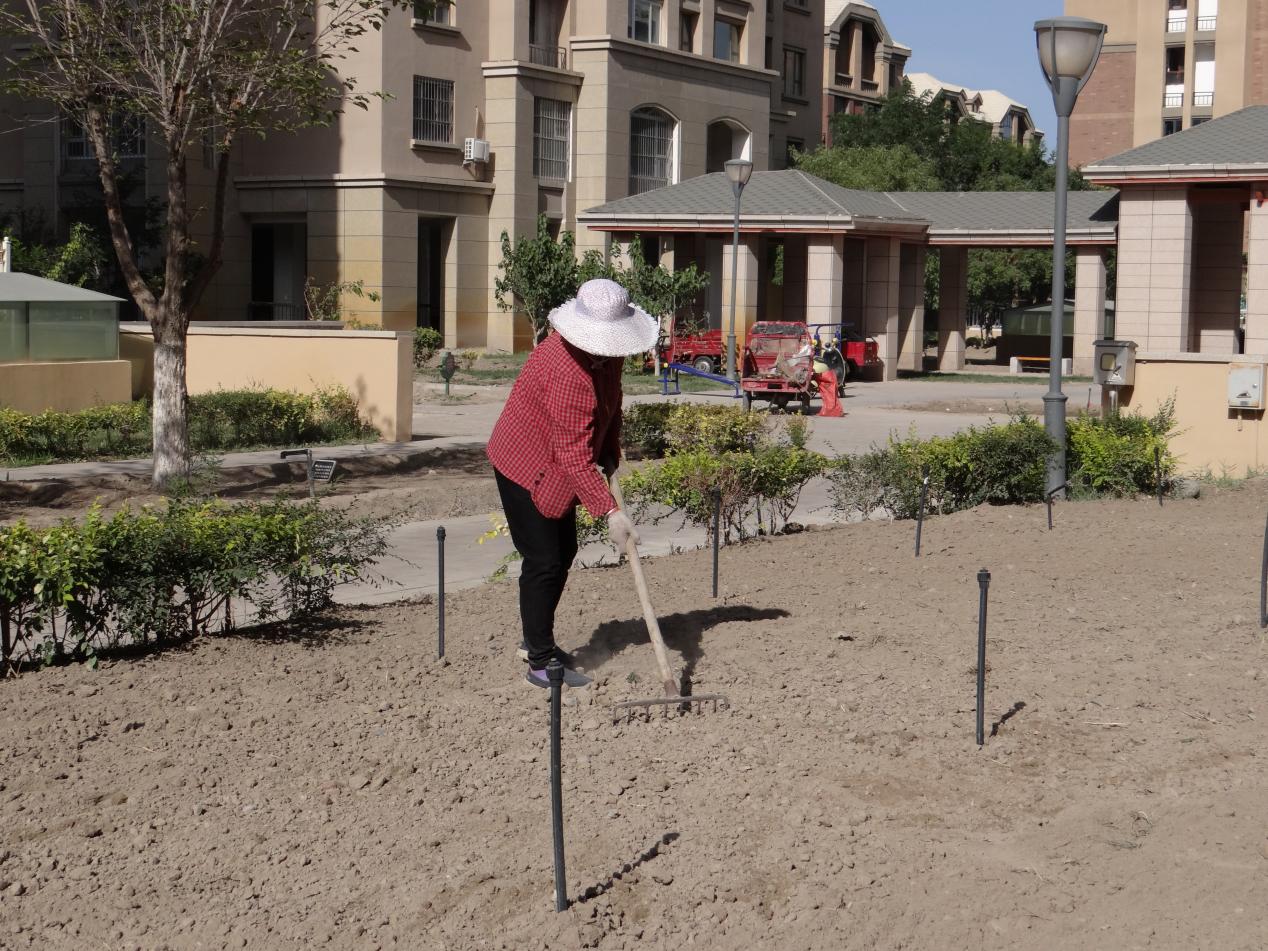 【我為群眾辦實事】西北興業集團開展小區綠化補植，保持小區“顏值”