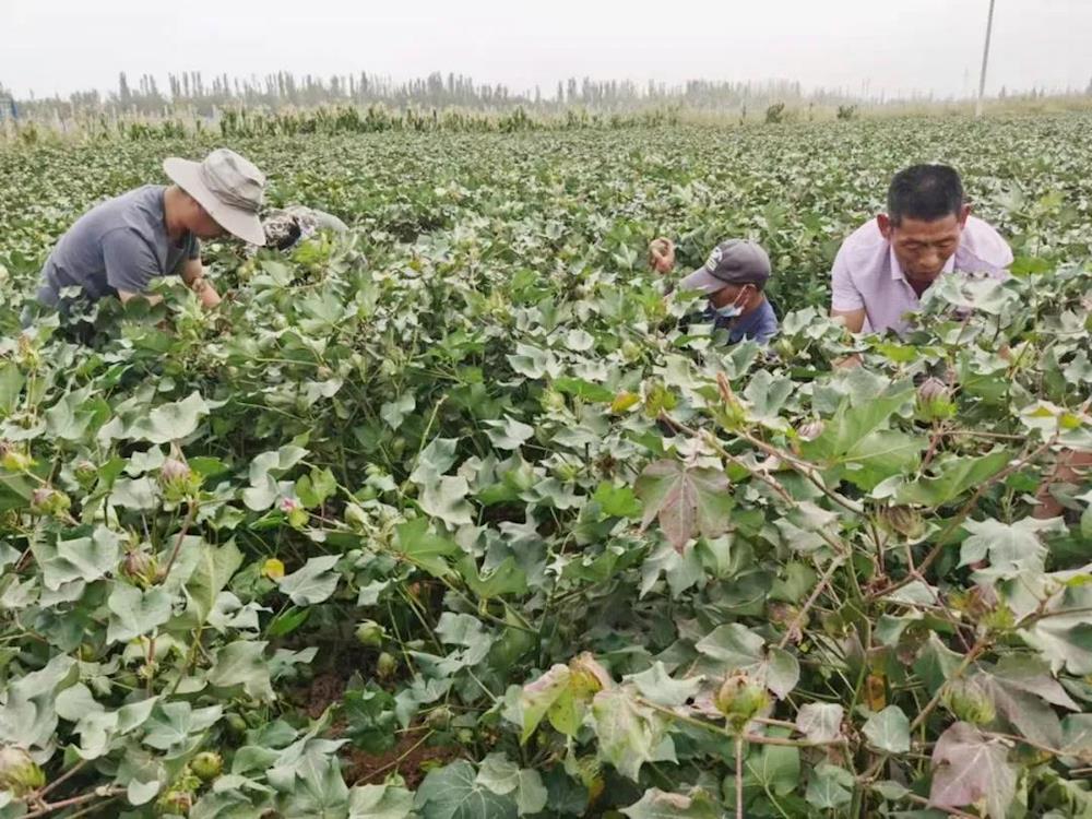 六團棉花測產工作全面展開