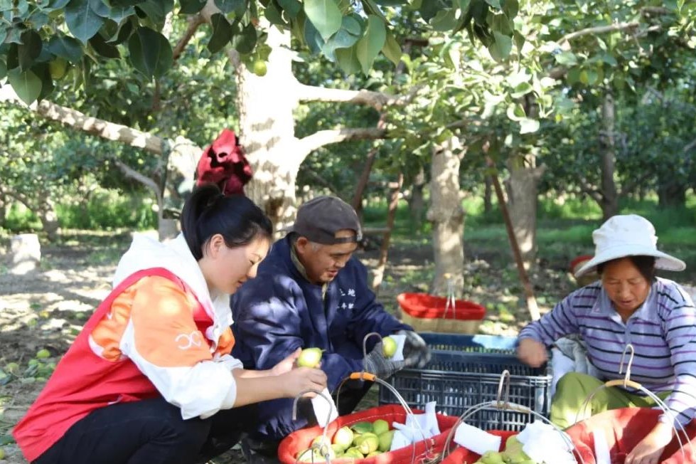 新時代文明實踐丨“文明實踐到地頭 助力秋收解民憂”十四團志愿者開展助農秋收志愿服務活動