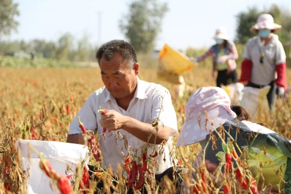 十四團：辣椒豐收紅似火  