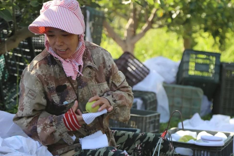 豐收了！十四團香梨進入采摘季