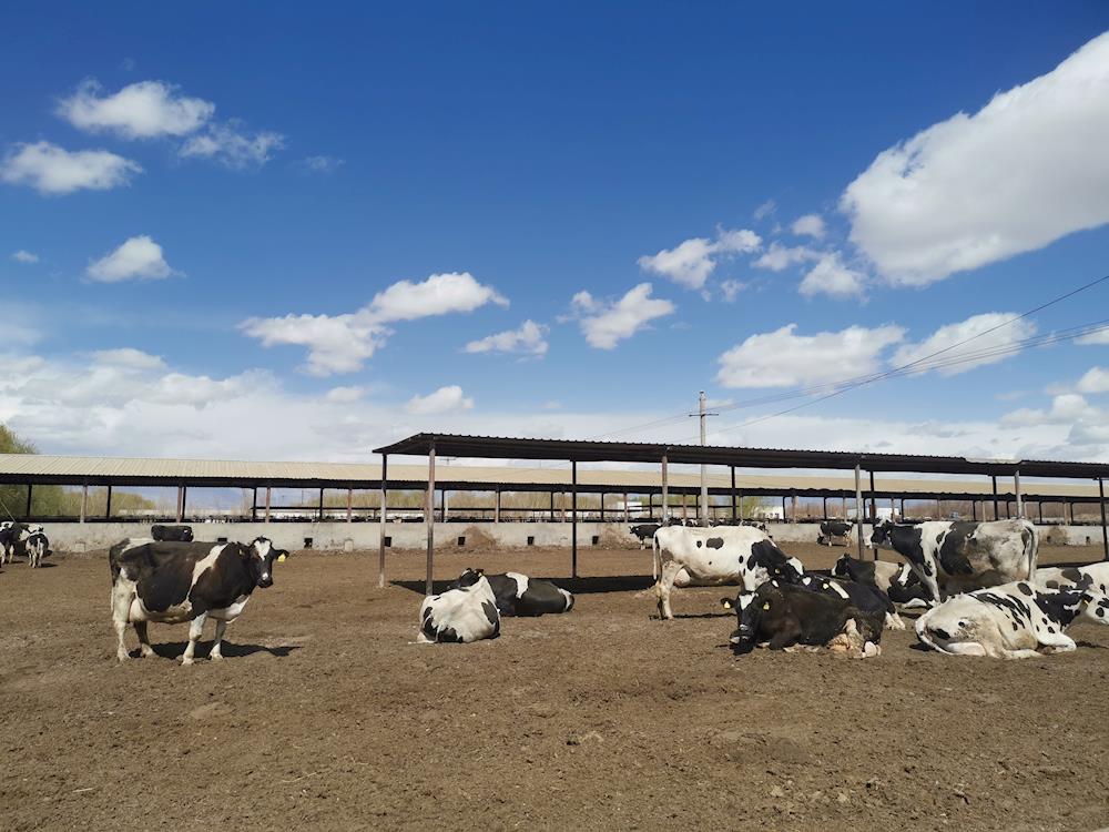托峰冰川牧業單月銷售鮮奶首次突破2000噸！   