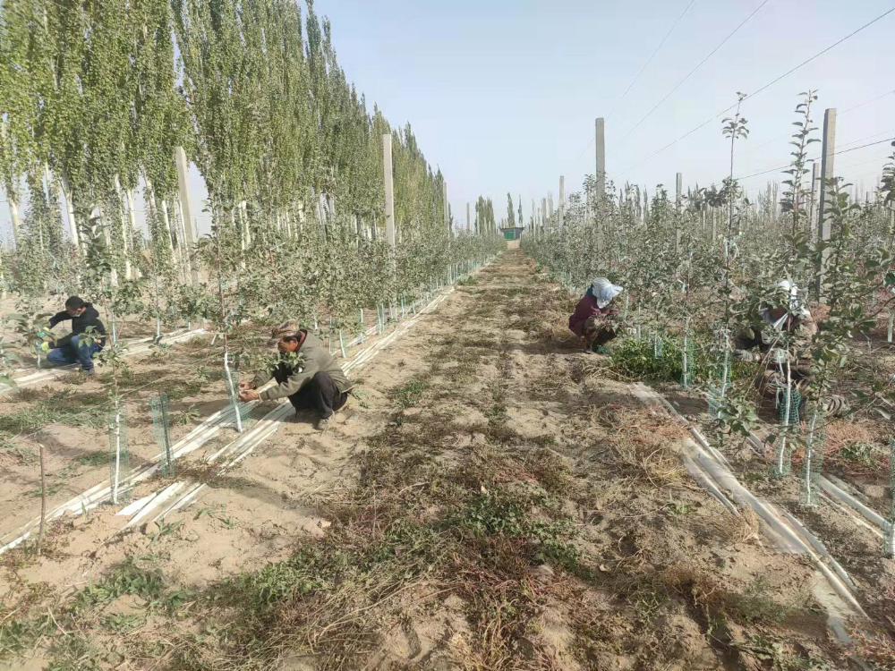 第一師供銷（集團）公司千畝示范園助力鄉村振興