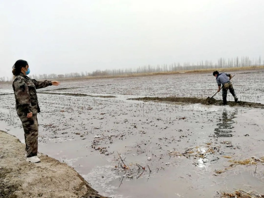 冬閑澆好地，種棉不費力 十團冬灌工作有序開展