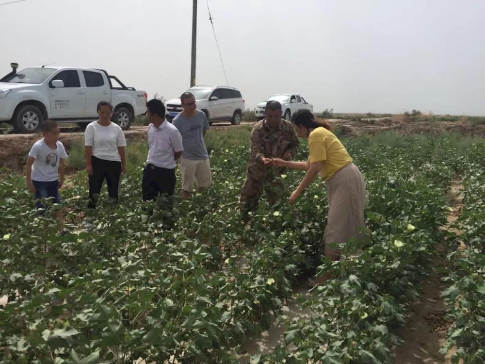 六團棉花質量評比喜獲師市第二名