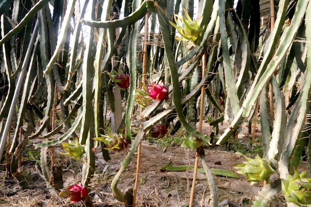 南果北栽 紅心火龍果扎根新疆大棚