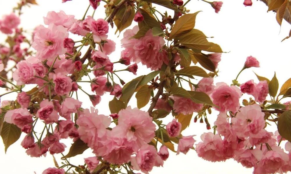 十四團的櫻花開啦！！！