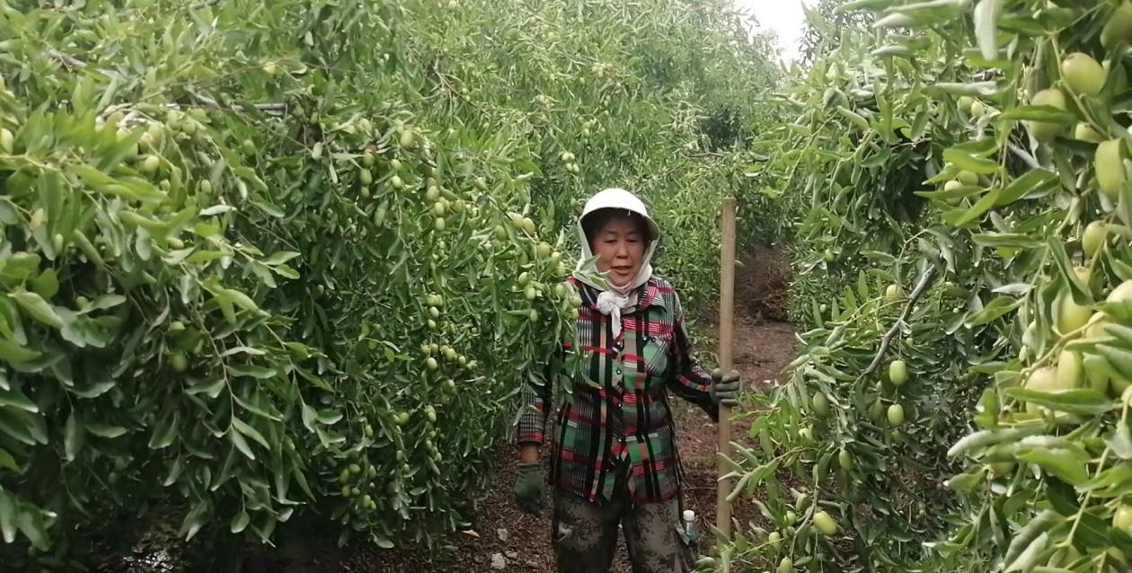 改革促豐收 訂單農(nóng)業(yè)保紅利