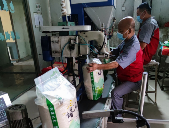 天山雪米馬不停蹄促生產，確保師市糧食供應   