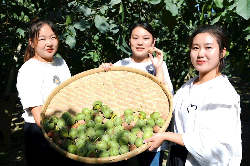 核桃采收正當(dāng)時(shí) 特色產(chǎn)業(yè)助增收