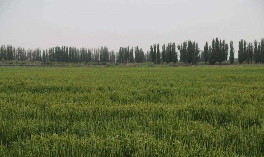 十四團鹽堿地水稻抽穗揚花 金秋 豐收在望