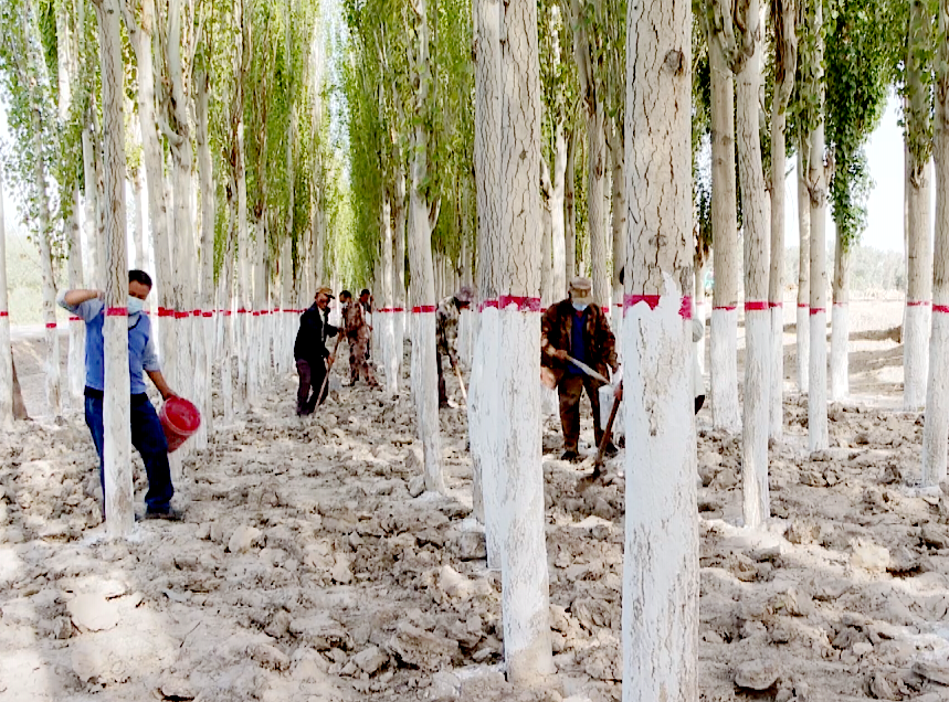 一團掀起防護林管護道路林整治工作高潮