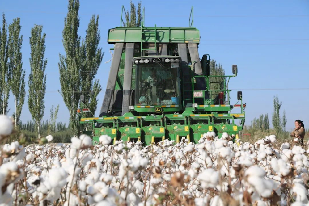 鄉村振興| 六團5.3萬畝棉花采收工作正式拉開帷幕