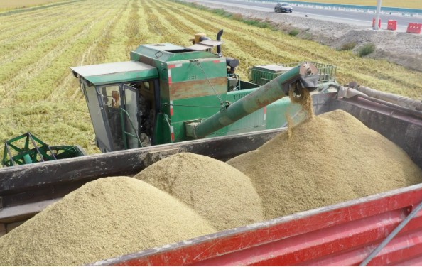 【慶豐收 迎盛會】十二團3000余畝水稻喜獲豐收