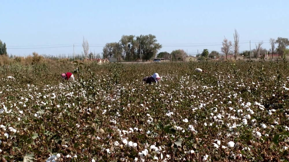 一團(tuán)22.8萬畝棉花迎來采收期 職工群眾樂開懷