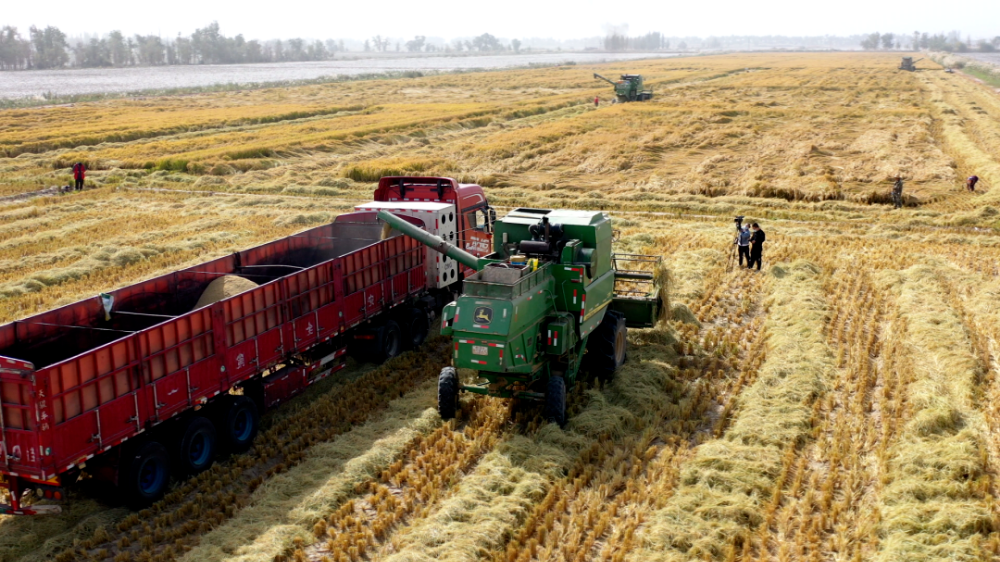 秋收農事忙  一團2萬畝水稻陸續開鐮收割