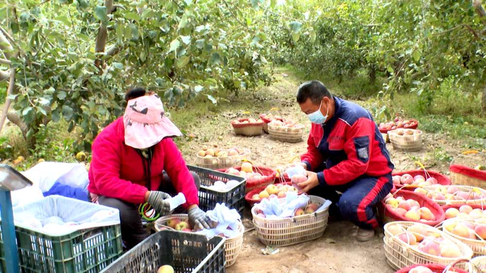 蘋果迎來采收季 特色產(chǎn)業(yè)助增收