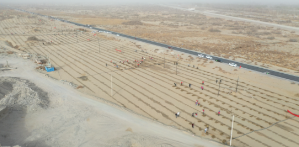 十二團組織開展春日植樹造林活動