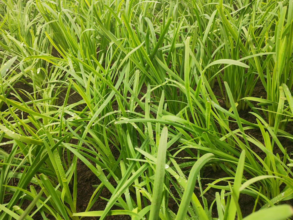 鄉村振興看十團 | 設施農業效益好 職工增收致富忙