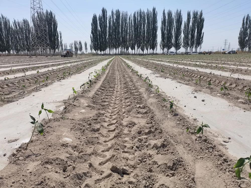 十團十六連：春耕正當時 辣椒移栽忙