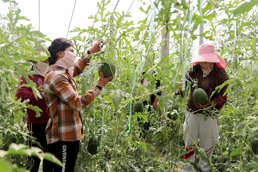 鄉村振興看十團 | 大棚西瓜喜豐收 職工過上“甜”日子