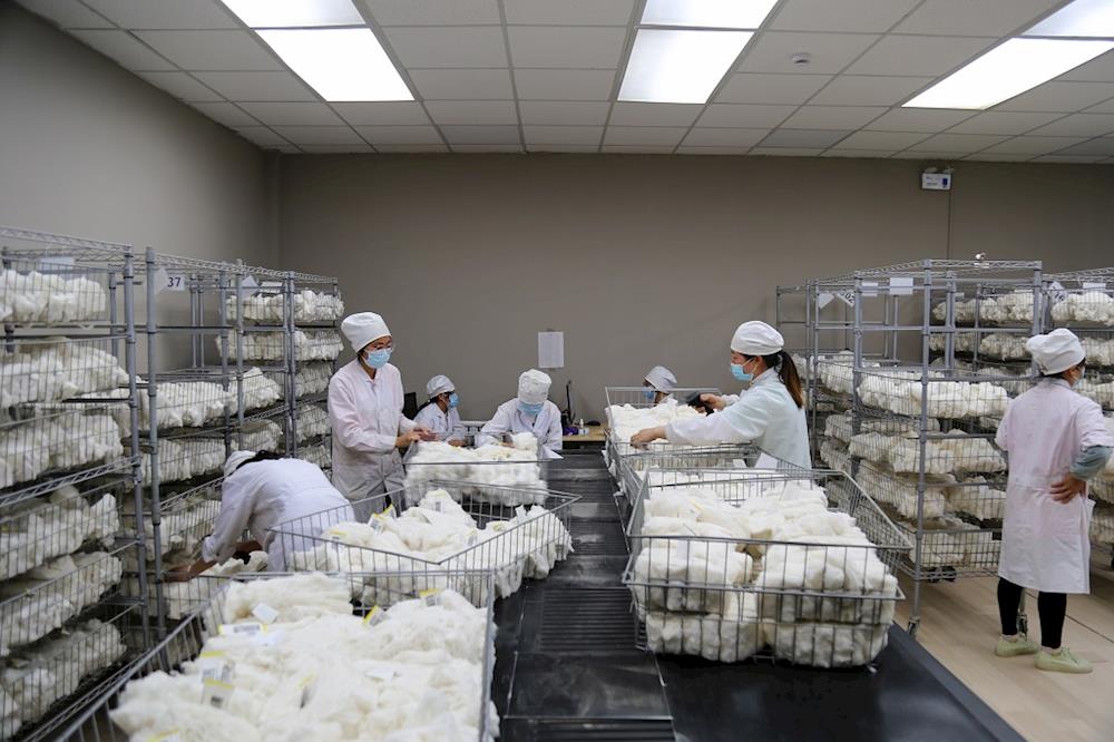 中國棉花公證檢驗阿拉爾實驗室 圓滿完成2022年度棉花公檢任務 檢驗總量再創新高