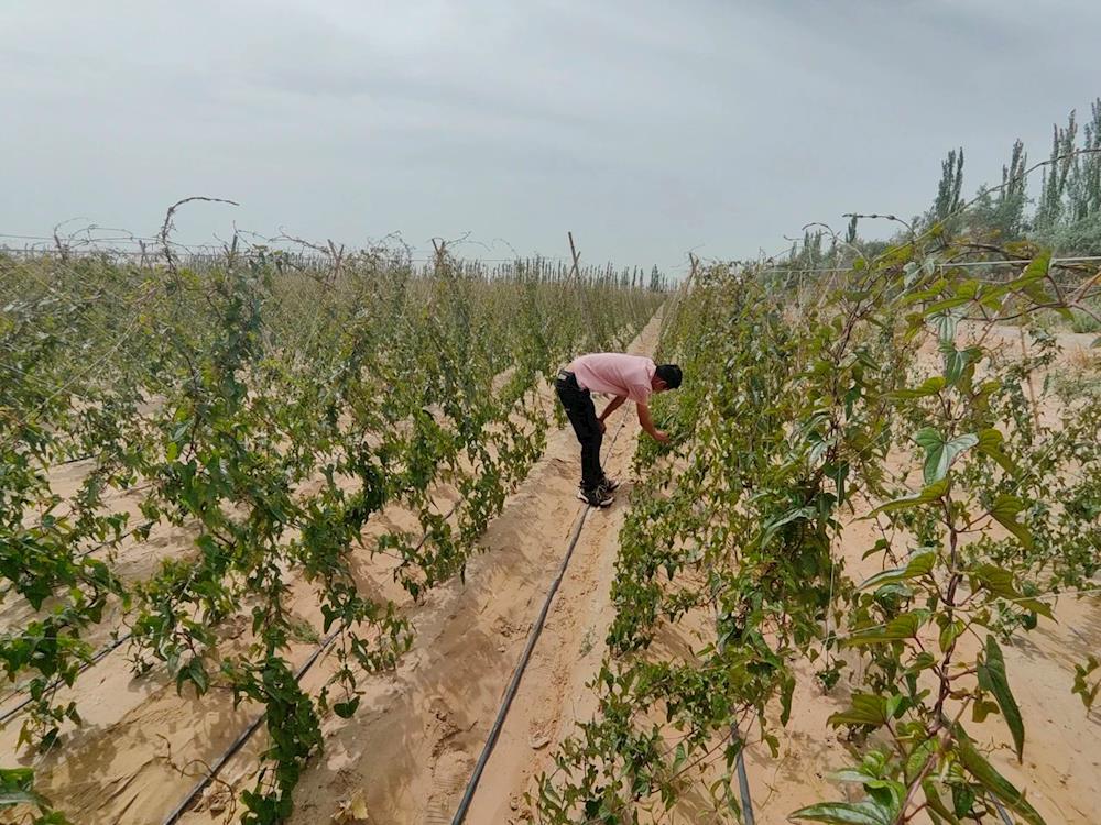 十二團(tuán)特色山藥促增收 擴(kuò)寬職工致富路