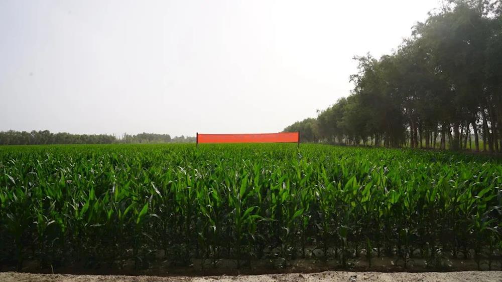 高質量發展 十一團這樣做 | 筑牢糧食安全“壓艙石”