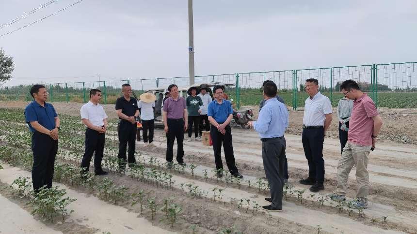 國家市場監管總局標準技術司、兵團市場監管局領導赴一師阿拉爾市 指導棉花標準化工作