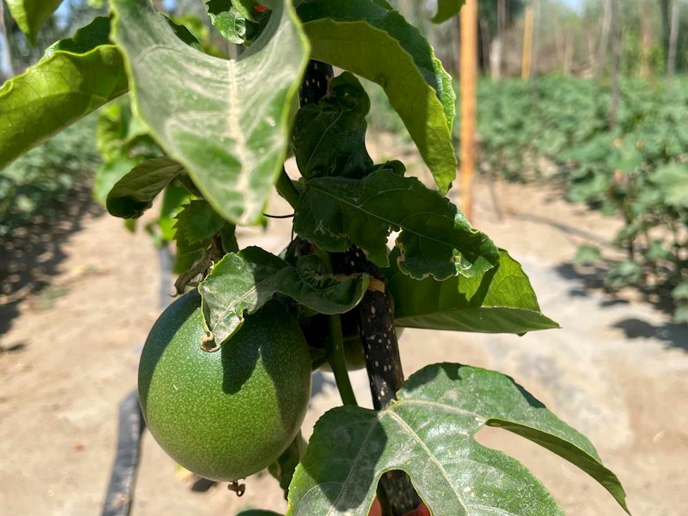 十二團(tuán)10連：特色種植百香果 走出鄉(xiāng)村振興致富路