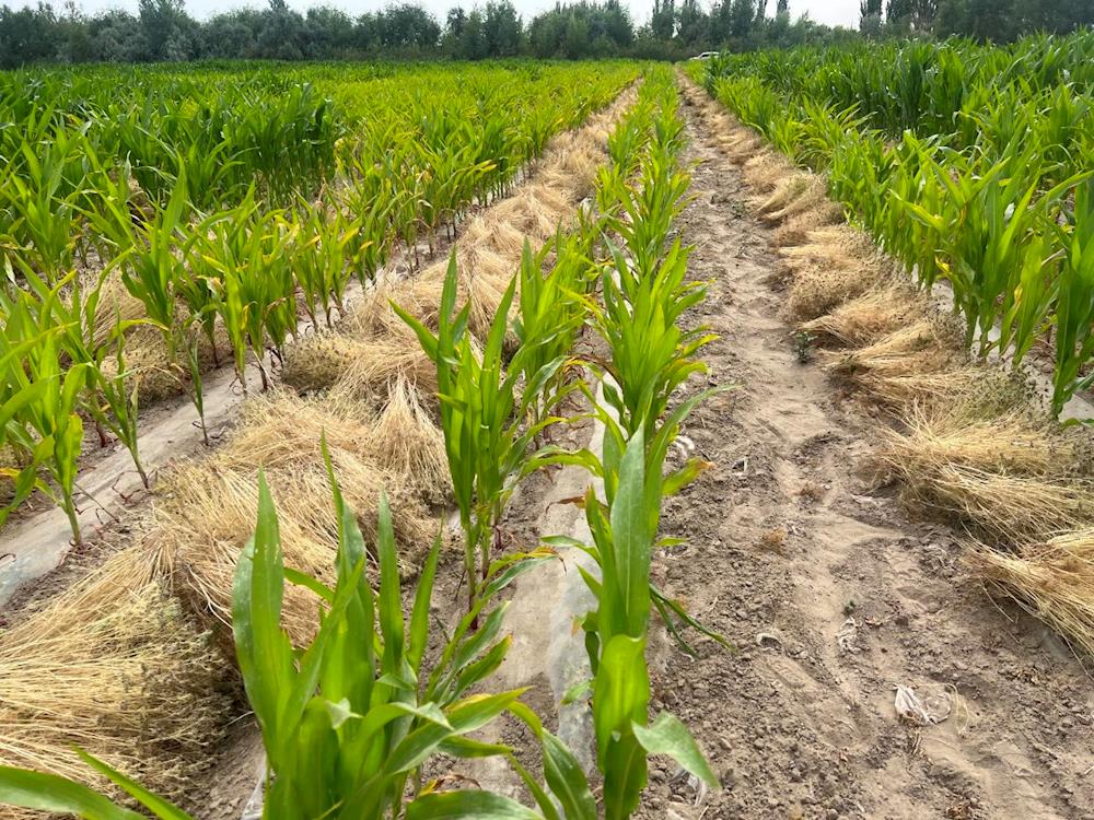 十二團(tuán)8連：茴香喜豐收 職工忙采收