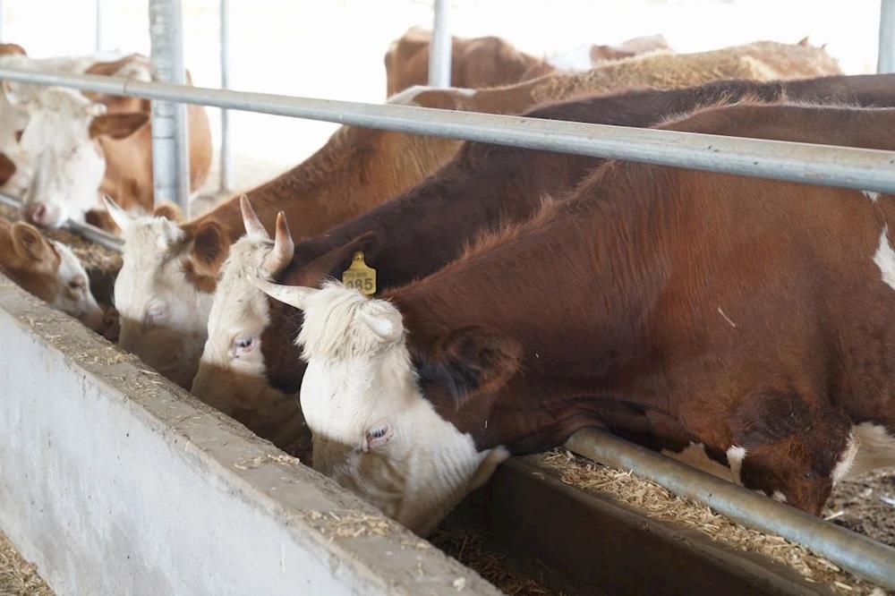 鄉(xiāng)村振興丨培育優(yōu)勢產(chǎn)業(yè)，譜寫鄉(xiāng)村振興奮進曲