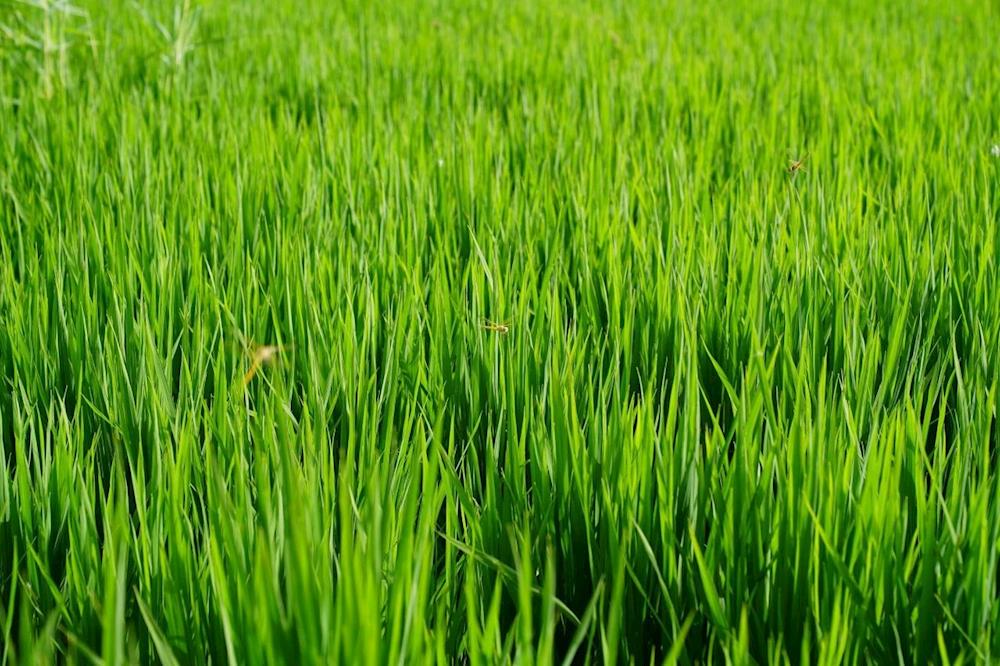 水稻拔節孕穗，靜待豐收有時